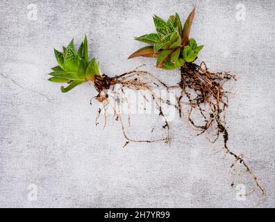 Haworthia Sukulente Pflanze mit Baby-Welpen auf einem hellen und neutralen Hintergrund mit Kopierraum Stockfoto