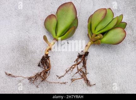 Crassula Sukulente Pflanze, die aus einem Schnitt auf einem hellen und neutralen Hintergrund mit Kopierraum wurzelt Stockfoto