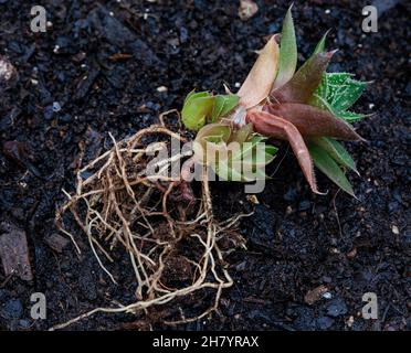 Haworthia Sukulente Pflanze mit Baby-Welpen auf einem hellen und neutralen Hintergrund mit Kopierraum Stockfoto