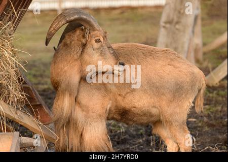 Der Mähne-Widder frisst Heu, das Tier im Zoo, die großen abgerundeten Hörner des Widders. Stockfoto