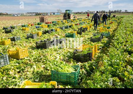 Farmfeld mit frisch geerntetem Sellerie Stockfoto