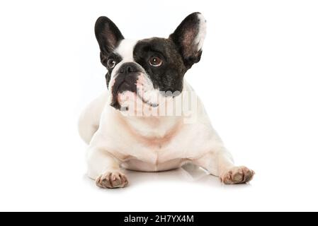 Französische Bulldogge isoliert auf weißem Hintergrund Stockfoto