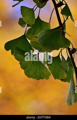 Ginkgo biloba, auch bekannt als der Maidenhair-Baum, ist eine in China heimische Baumart. Herbsthintergrund mit Blättern. Stockfoto