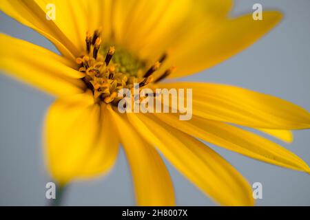 Makrofoto einer Sonnenblumenwildblume, Heliopsis helianthoides Stockfoto