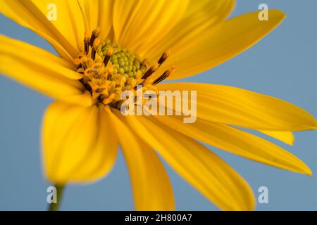 Makrofoto einer Sonnenblumenwildblume, Heliopsis helianthoides Stockfoto