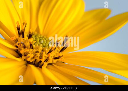 Makrofoto einer Sonnenblumenwildblume, Heliopsis helianthoides Stockfoto