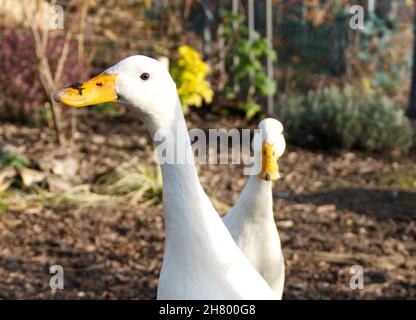 Zwei weiße indische Runnerenten (Anas platyrhynchos domesticus) Stockfoto