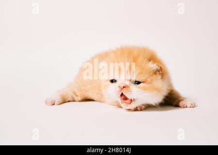Zwei Wochen alte isolierte exotische Katze auf weißem Hintergrund Stockfoto