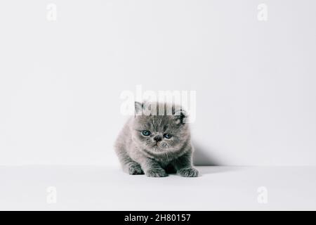 Eine Monat alte kleine graue exotische Katze in isoliertem weißem Hintergrund Stockfoto