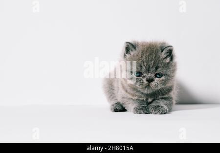 Eine Monat alte kleine graue exotische Katze in isoliertem weißem Hintergrund Stockfoto