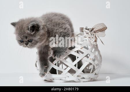 Niedliche kleine graue exotische perserkatze mit Kurzhaar in einem Korb Stockfoto
