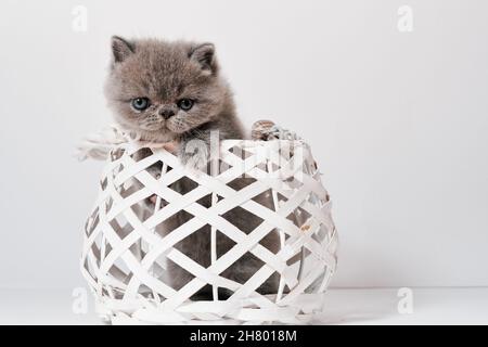 Niedliche kleine graue exotische perserkatze mit Kurzhaar in einem Korb Stockfoto