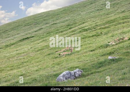 Eine Murmeltier-Familie begutagt ihr Gebiet in den italienischen Alpen Stockfoto