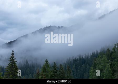 Nebliger Nadelwald in den Alpen nach heftigem Regen Stockfoto