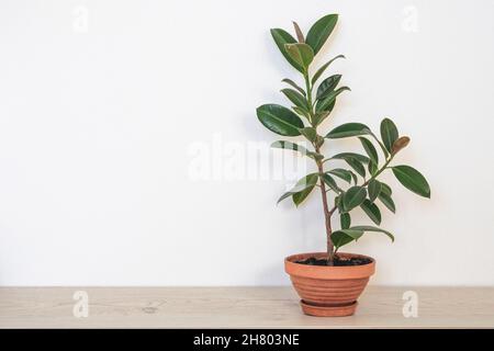 Ficus elastica. Topf mit grüner Zimmerpflanze für zu Hause. Ficus mit saftig grünen Blättern in braunem Keramik-Topf auf weißem Grund. Speicherplatz kopieren. Stockfoto