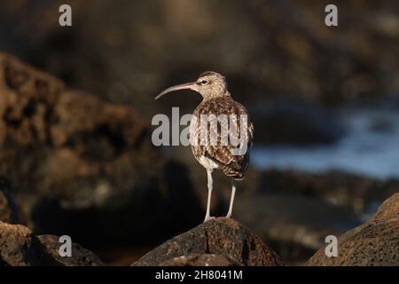 Whimbril an einem felsigen Ufer, wo sie die Jagd auf Krebstiere zwischen den Felsen füttern. Diese Septemberbilder wären ein überwintern Individuum. Stockfoto