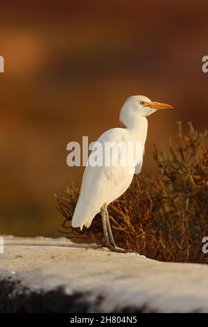 Seit meinem ersten Besuch auf Lanzarote haben sich Viehreiher immer mehr verstädtert, sie sind nun auf Müllwagen unterwegs!b Stockfoto