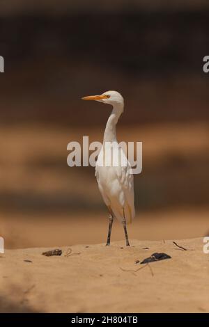 Seit meinem ersten Besuch auf Lanzarote haben sich Viehreiher immer mehr verstädtert, sie sind nun auf Müllwagen unterwegs!b Stockfoto