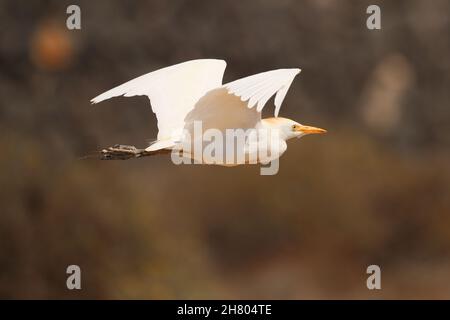 Seit meinem ersten Besuch auf Lanzarote haben sich Viehreiher immer mehr verstädtert, sie sind nun auf Müllwagen unterwegs!b Stockfoto