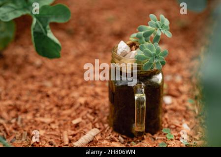 Hoher Winkel von Glas mit kleinen Sukulenten auf dem Boden im Gartenbeet Stockfoto