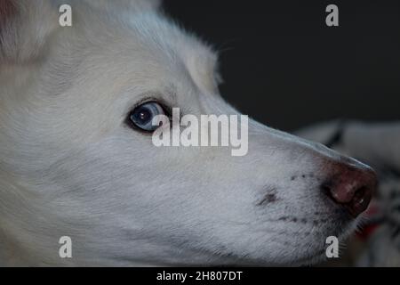 Husky im Profil beim Betrachten der Kamera Stockfoto