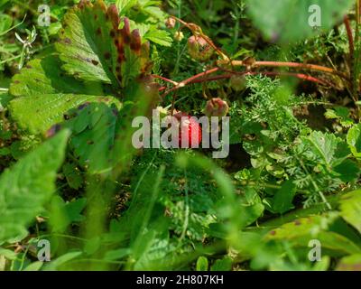 Die Erdbeeren auf dem Bett im Dorf, im Sommer Stockfoto