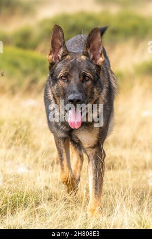 Netter Schäferhund, der am Sommertag auf Grasboden in der Landschaft mit Sträuchern läuft Stockfoto