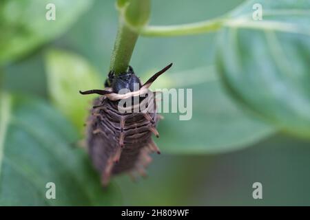 Caterpillar füttert auf einem Blatt. Ein einziges Tier aus nächster Nähe. Wenn sie in großer Zahl auftreten, sind sie sehr schädlich. Stockfoto