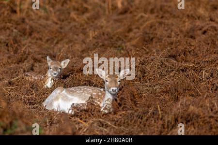 Damhirsche liegen zwischen dem Herbstbracken, Kent Stockfoto