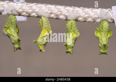 Kokons, die an einem Seil hängen. Sie werden hier gehalten, bis sie schlüpfen. So werden die verschiedenen Schmetterlingsarten gezüchtet. Stockfoto