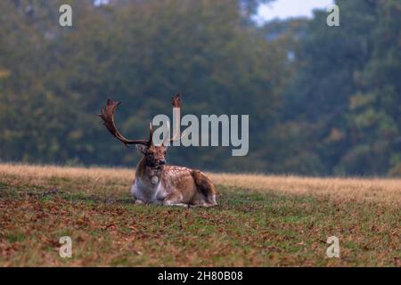 Damhirsch im Knole Park im Herbst, Sevenoaks, Kent Stockfoto