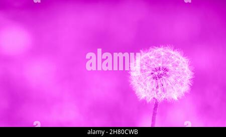 Dandelion Blume mit flauschigen Samen minimalistischen Hintergrundfarbe violetten Samt. Horizontaler Bildkopierbereich Stockfoto