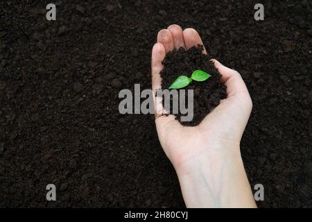 Eine Handvoll Erde mit einem Keimling. Das Konzept der Wiederherstellung des Planeten und des Wohlbefindens durch die Wiederherstellung der Wälder. Stockfoto