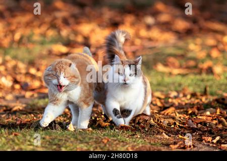 Zwei Katzen wandern im sonnigen Herbstgarten zwischen heruntergefallenen Blättern Stockfoto