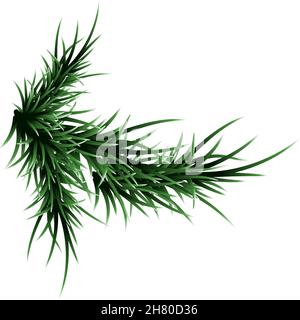 Grün üppiger Fichtenzweig. Tannenzweige. Isoliert auf weißer Vektorgrafik Stock Vektor