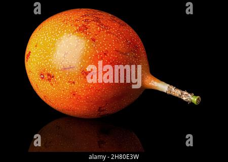 Ganze Tamarillo horizontal mit Reflexion isoliert auf schwarzem Hintergrund Stockfoto