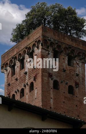 Sieben immergrüne Steineichen oder Ilex-Bäume, die die Wiedergeburt symbolisieren, wachsen aus dem öffentlichen Dachgarten des Torre Guinigi oder Torre Alberata aus dem 14th. Jahrhundert, dem 44,25 m (145 ft) großen Glockenturm neben dem Palazzo Guinigi, der einst die Heimat der mächtigen kaufmännischen Guinigi-Familie war, die einst Lucca, Toskana, Italien, regierte. Der Garten, erreicht durch Klettern c. 240 Stufen auf 25 Flügen, bietet einen herrlichen Blick über die historische Stadt sowie die Apuanischen Alpen, den Apennin und den Monte Pisano. Stockfoto