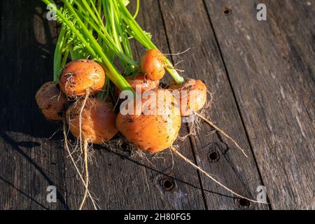 Frische Bio-Karotten aus dem heimischen Gartenbett auf dem Scheunenholztisch Stockfoto