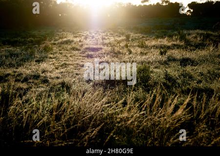 Frost im australischen Outback Stockfoto