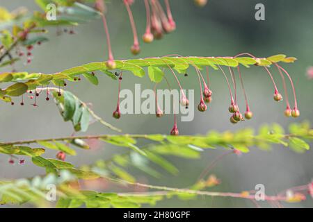 (211126) -- HAIKOU, 26. November 2021 (Xinhua) -- das Foto vom 18. November 2021 zeigt den Phyllanthus hainanensis im tropischen Botanischen Garten Hainan in der Stadt Danzhou, südchinesische Provinz Hainan. Der tropische botanische Garten Hainan, der sich in Danzhou im südchinesischen Hainan befindet, wurde 1958 gegründet und ist nun der Chinesischen Akademie der tropischen Agrarwissenschaften angeschlossen. Der Garten mit über 2.600 Arten tropischer und subtropischer Pflanzen aus mehr als 40 Ländern und Regionen ist ein Schatzhaus tropischer Pflanzenressourcen wie Blumen, Obstbäume, Heilpflanzen und wirtschaftliche p Stockfoto