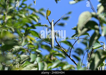 (211126) -- HAIKOU, 26. November 2021 (Xinhua) -- das Foto vom 19. November 2021 zeigt die Wrightia pubescens im tropischen Botanischen Garten Hainan in der Stadt Danzhou, südchinesische Provinz Hainan. Der tropische botanische Garten Hainan, der sich in Danzhou im südchinesischen Hainan befindet, wurde 1958 gegründet und ist nun der Chinesischen Akademie der tropischen Agrarwissenschaften angeschlossen. Der Garten mit mehr als 2.600 Arten tropischer und subtropischer Pflanzen aus mehr als 40 Ländern und Regionen ist ein Schatzhaus tropischer Pflanzenressourcen wie Blumen, Obstbäume, Heilpflanzen und Wirtschaftspflanzen Stockfoto