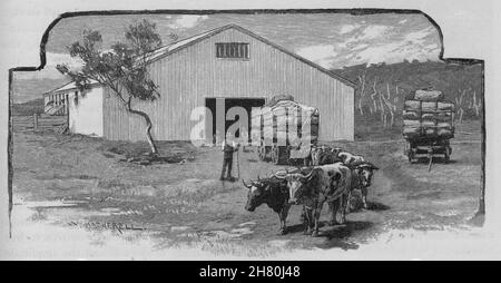 Wolle Halle. Die Schafzucht. Australien 1890 alte antike vintage Bild drucken Stockfoto