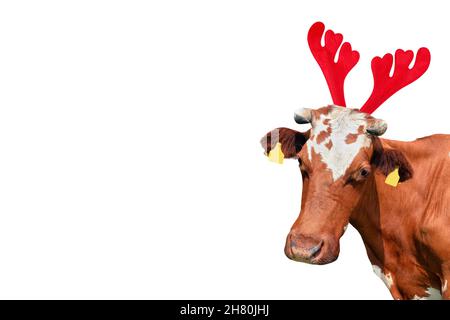 Weihnachten lustige rot und weiß gefleckte Kuh isoliert auf weißem Hintergrund. Kuhportrait in Weihnachten Rentier Antlers Stirnband. Stockfoto