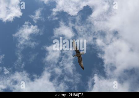 Junge Möwe mit geöffneten Flügeln und Bauch, der einem wolkigen blauen Himmel mit Kopierraum ausgesetzt ist. Stockfoto