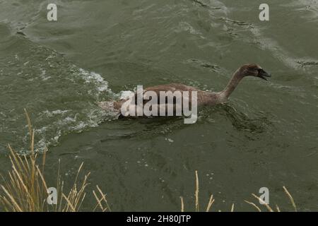 Junger Schwan (Cygnet) schwimmt im Fluss Arun (Arundel, England) gegen die Strömung Stockfoto