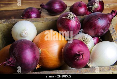 Nahaufnahme von isolierten gemischten verschiedenen weißen, roten lila, goldenen frischen rohen natürlichen ganzen Zwiebelzwiebeln in rustikalen alten Holzkiste auf Holztisch Stockfoto