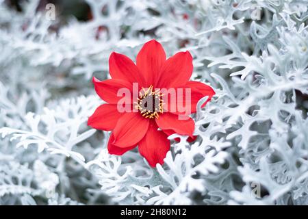 Rote Blume und Cineraria maritima Silberstaub festliche Zusammensetzung, frostigen Winter Weihnachten oder Valentinstag Weihnachtskarte. Stockfoto