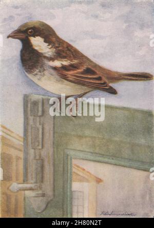 INDISCHE VÖGEL. Das Haus-Sparrow 1943 alte Vintage Print Bild Stockfoto