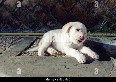 Fünf Wochen alter Welpe eines spanischen Mastiff, der auf dem Boden liegt. Stockfoto