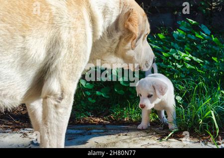 Zwei weiße Mastiff Hunde im Freien Stockfoto